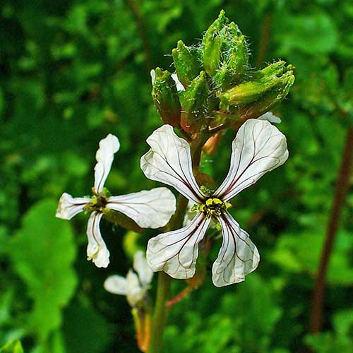Eruca Sativa